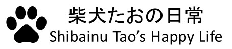 柴犬たおの日常