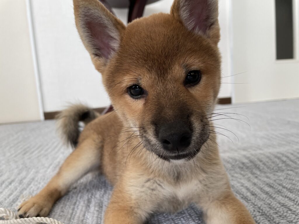 柴犬たおのプロフィール写真